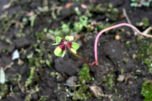 0709 siawase IMG_9749.jpg